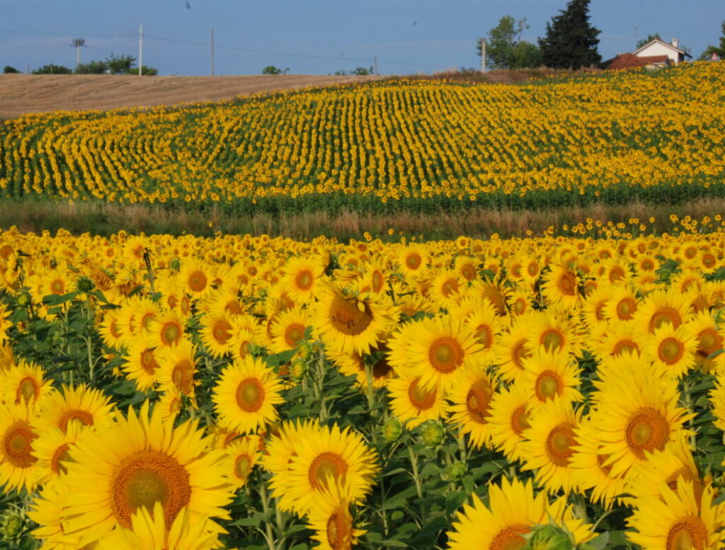 girasole