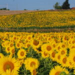 girasole