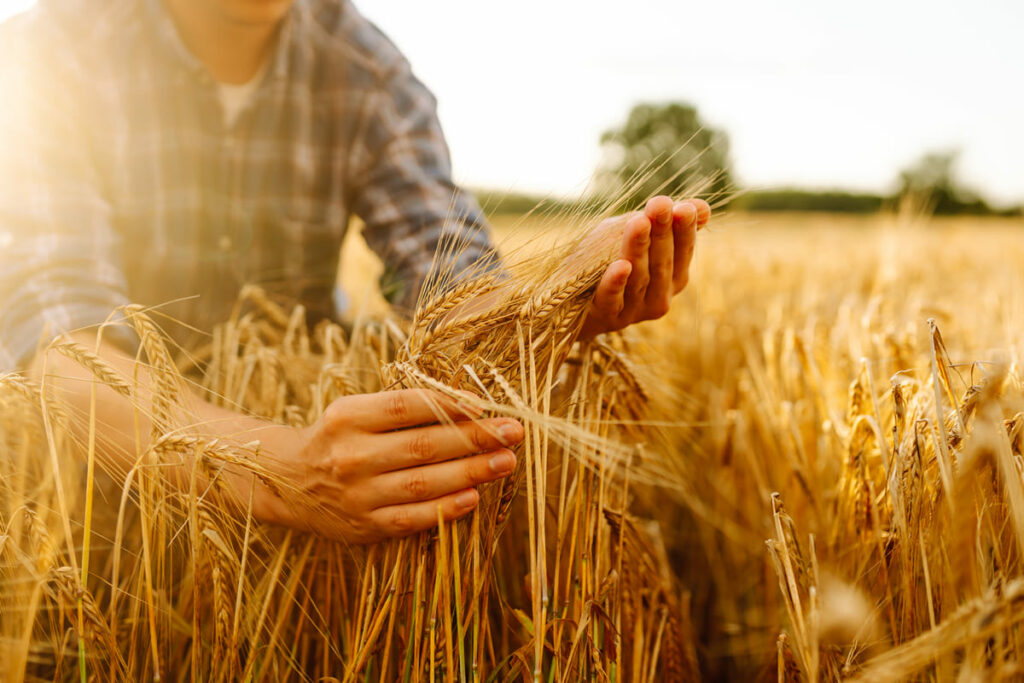 Coltivazione del grano