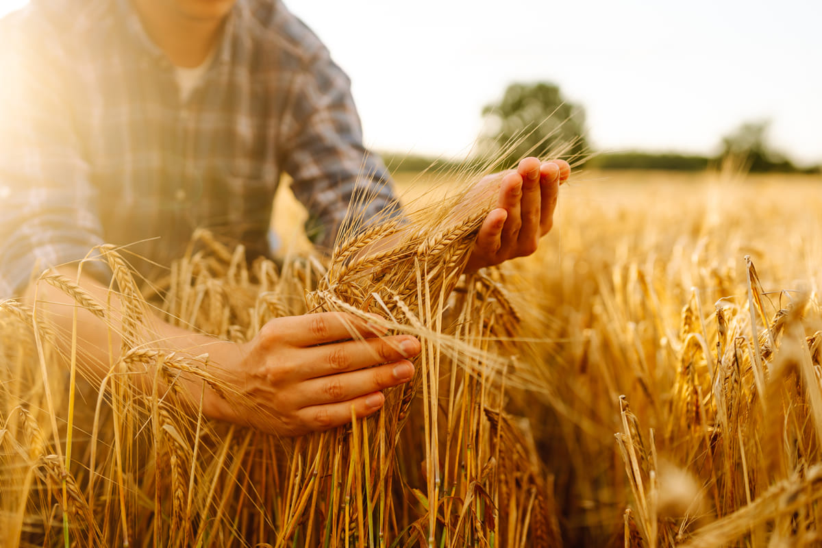 Coltivazione del grano