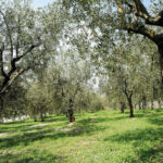 oliveto