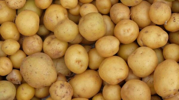 patata-sibillini