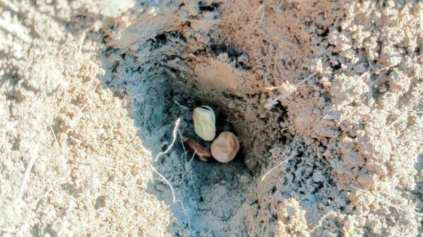 fave di favalanciata